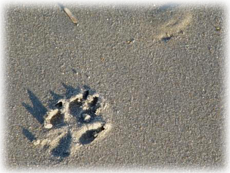 Summit's pawprint in the sand