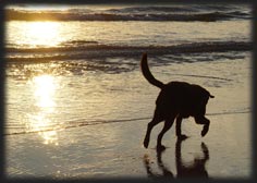 Summit labrador on the beach at Sunset