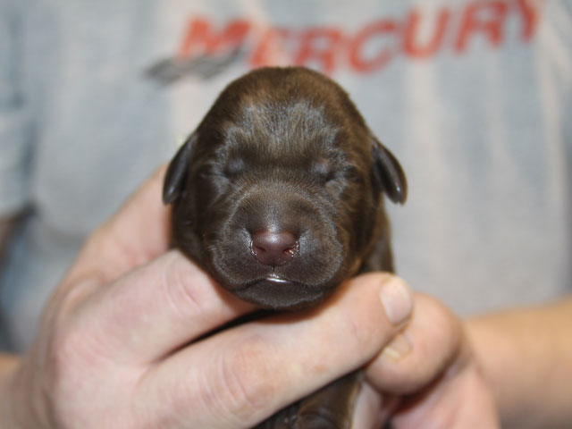 Grey Labrador