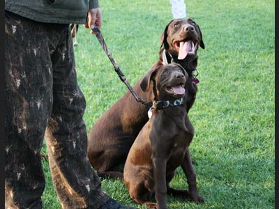 Faith - Labrador Retriever training with big sister, Hope